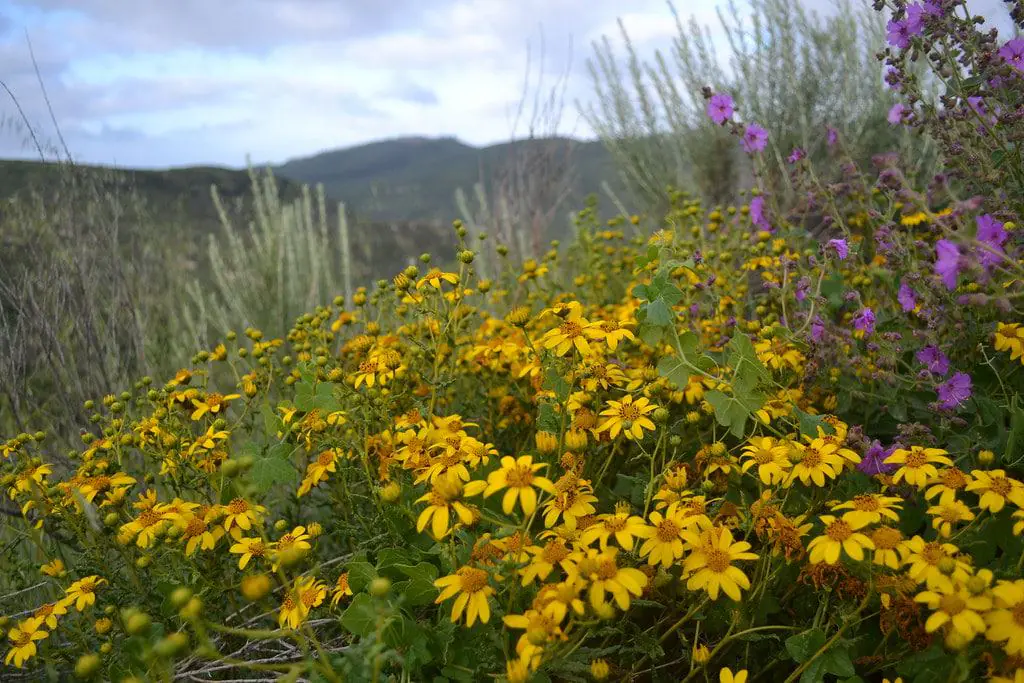 San Diego National Wildlife Refuge