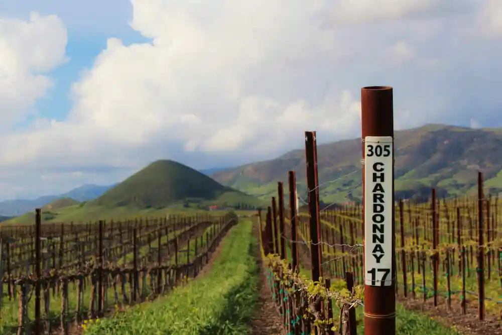 San Luis Obispo Wine Region