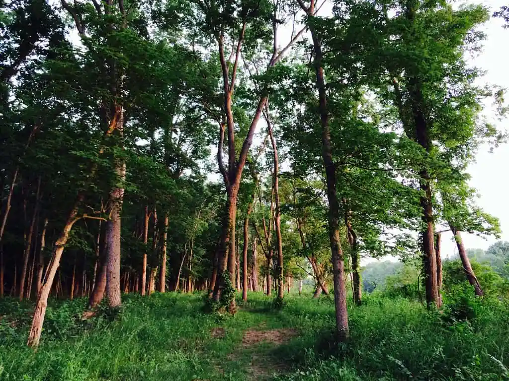 Walnut Woods State Park