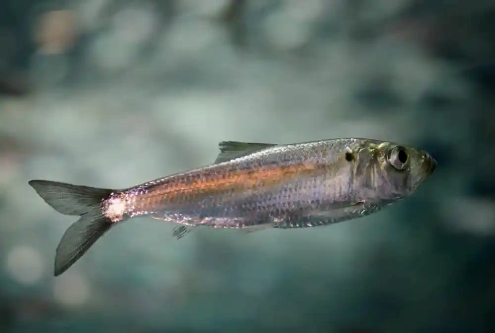 Wareham Street Herring Run