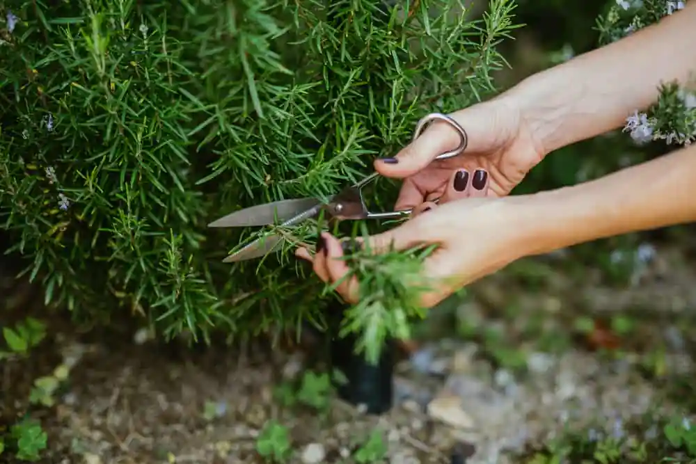 Herb Garden