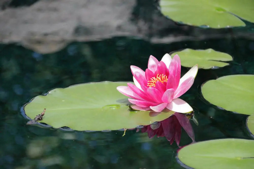 Botanical Gardens of the Ozarks