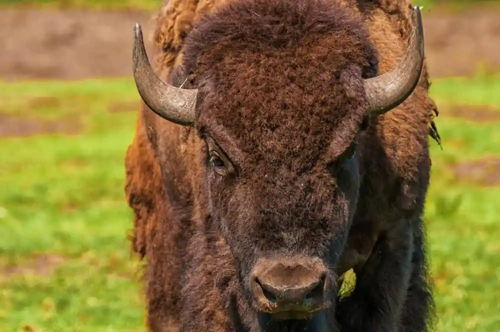 Bison