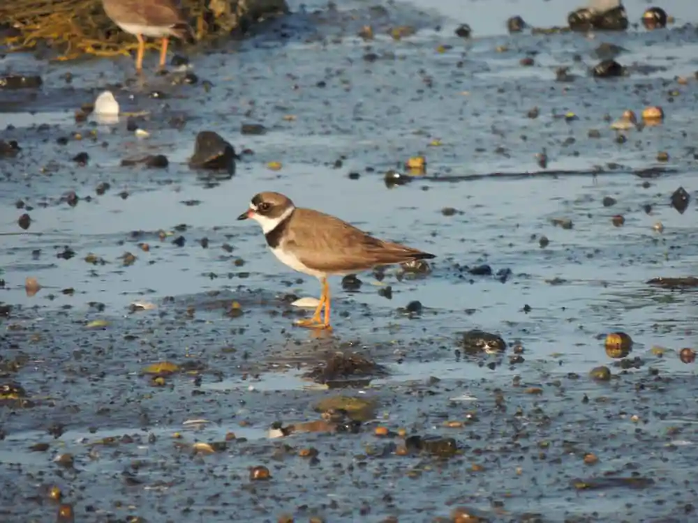 Plover on Crowninshield Island