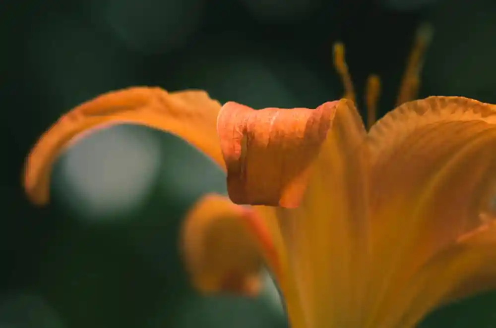 Gardens on Spring Creek