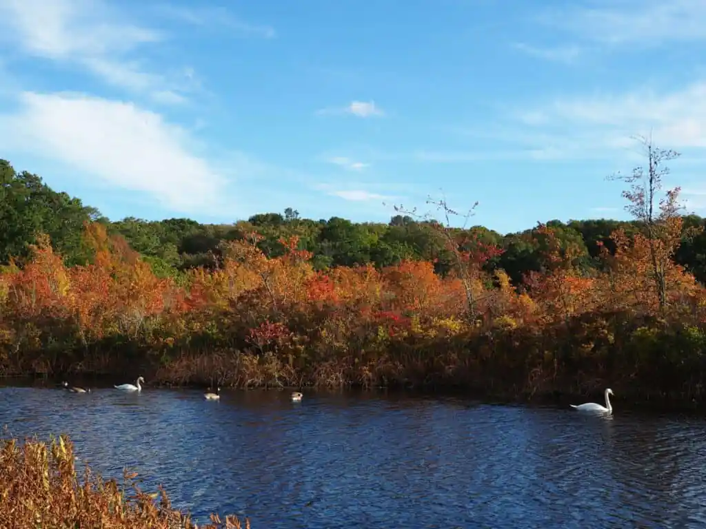 Smiling Pond