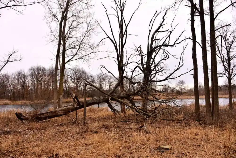 Greenbelt Forest Preserve