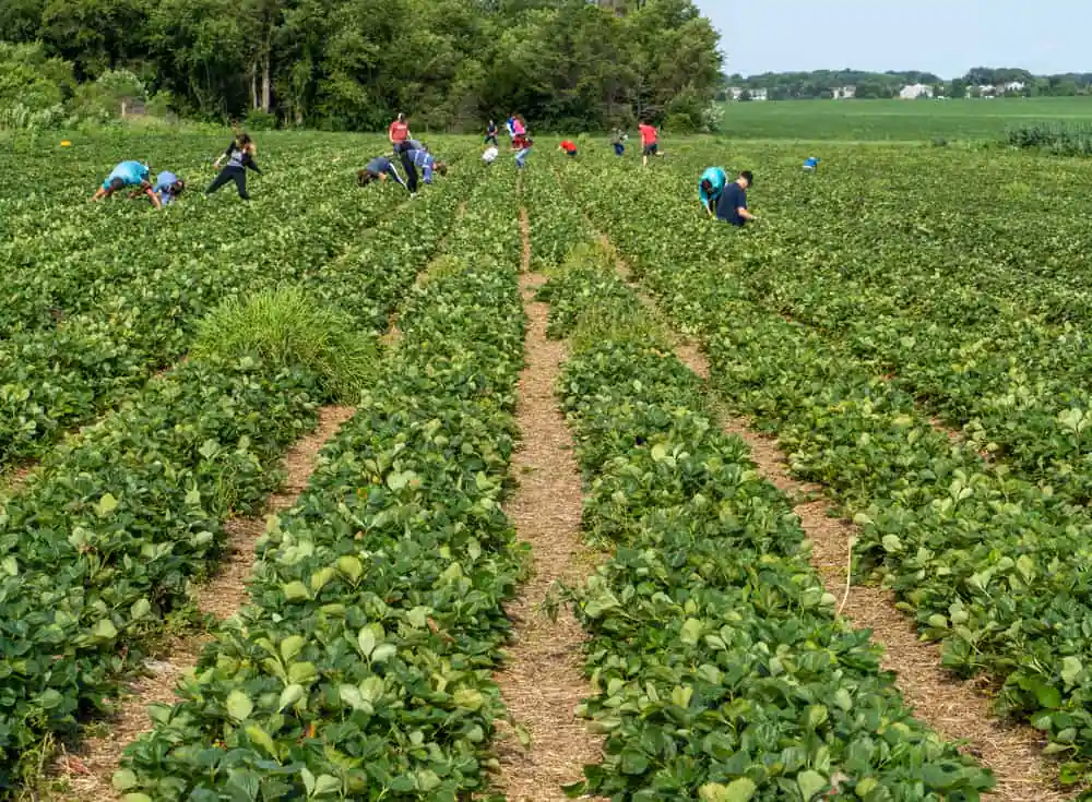 Heiderโs Berry Farm