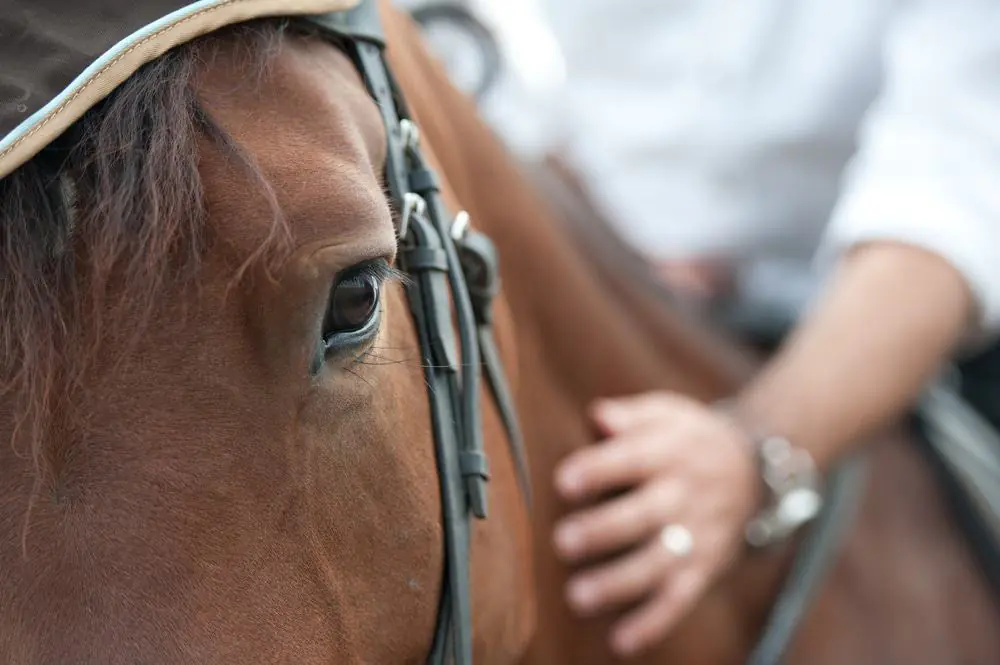 Horseback Riding