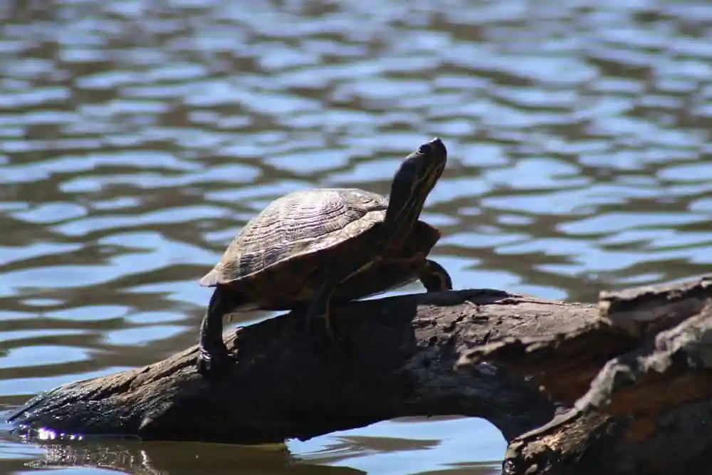 Turtle
