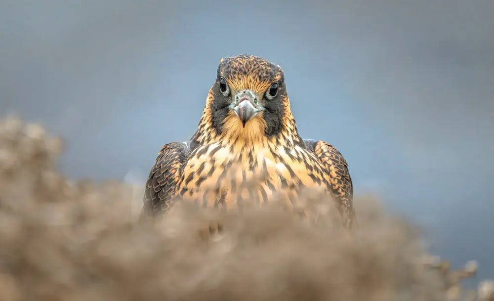 West Coast Falconry