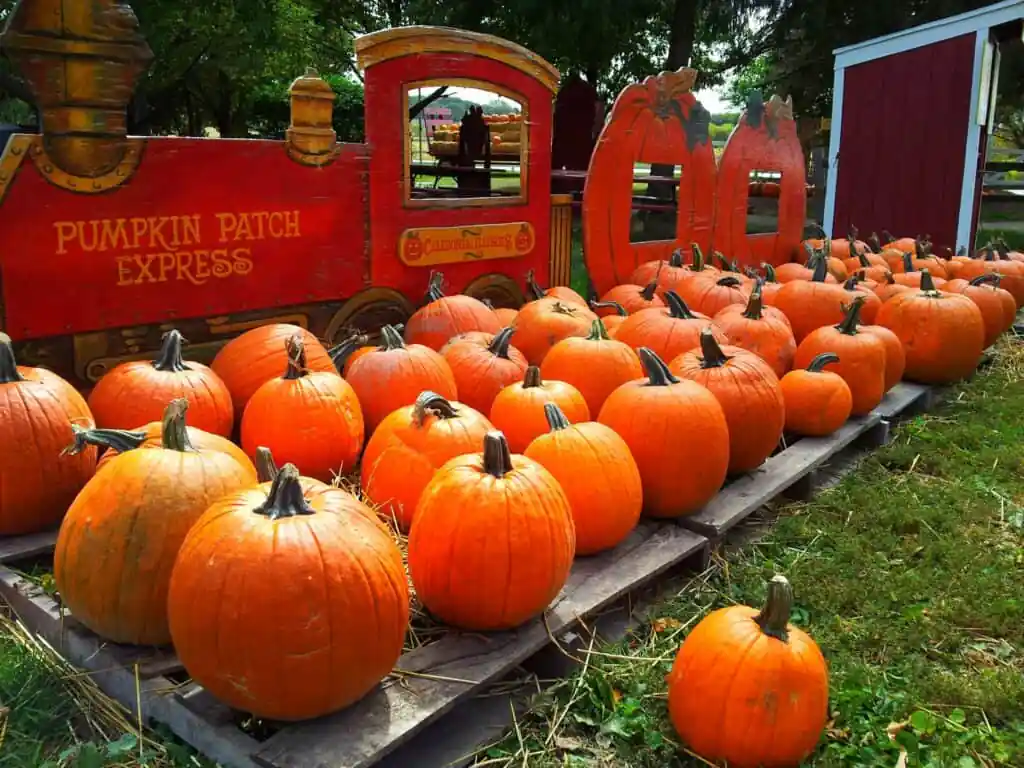 Lindberg Pumpkin Patch