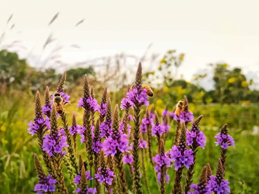 Lockport Prairie Nature Preserve