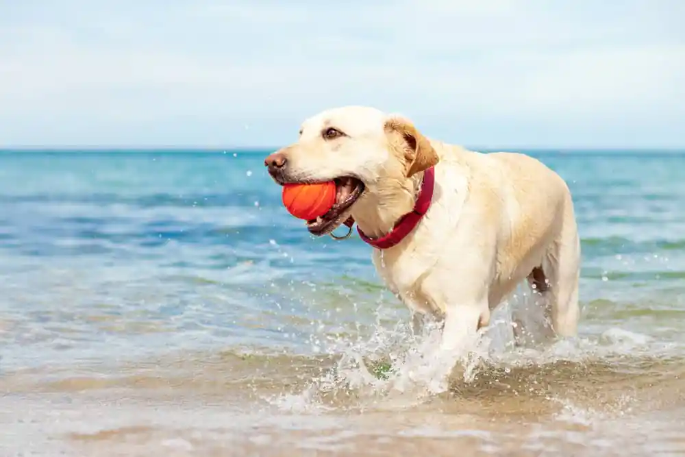 Dog Beach