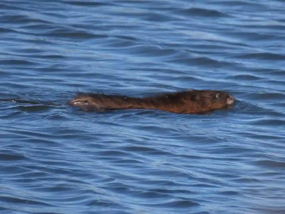 Beaver