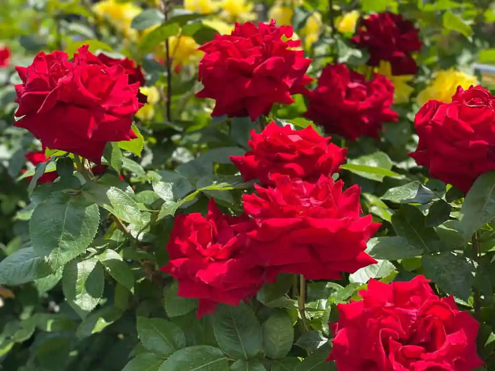 Rose Garden