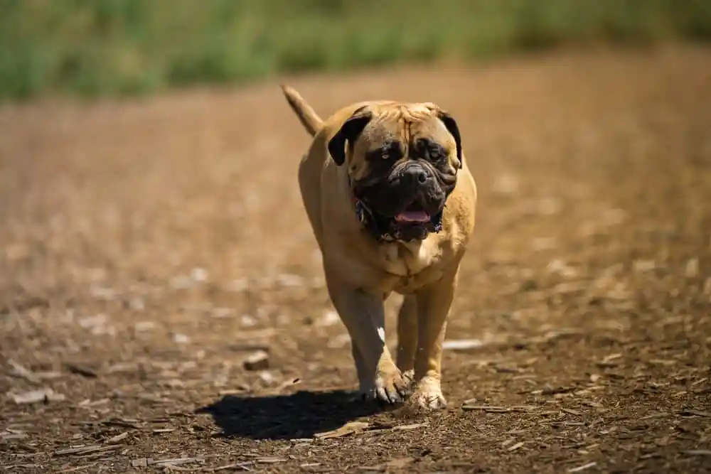 Dog Park