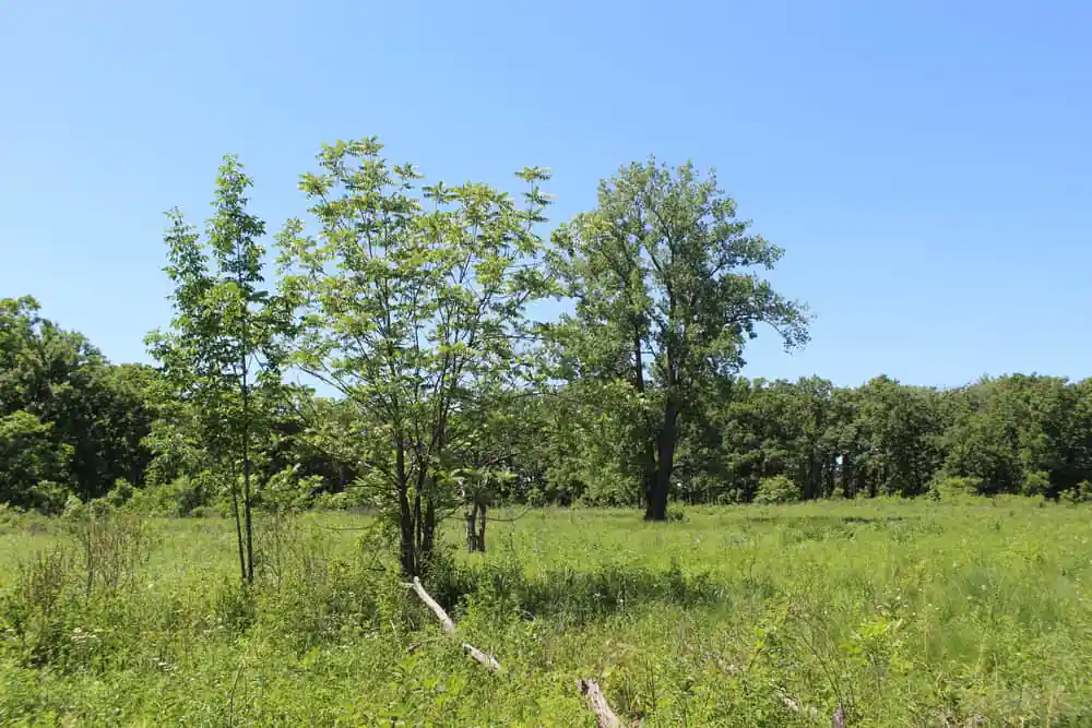 Somme Preserves