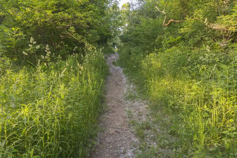 Springside Park