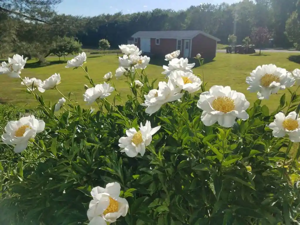 Tattersall Farm