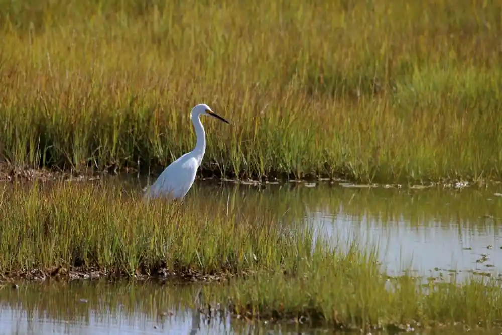 Bird Watching, Hammonasset Beach State Park