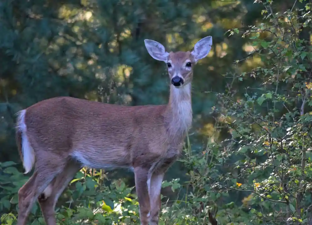 Deer