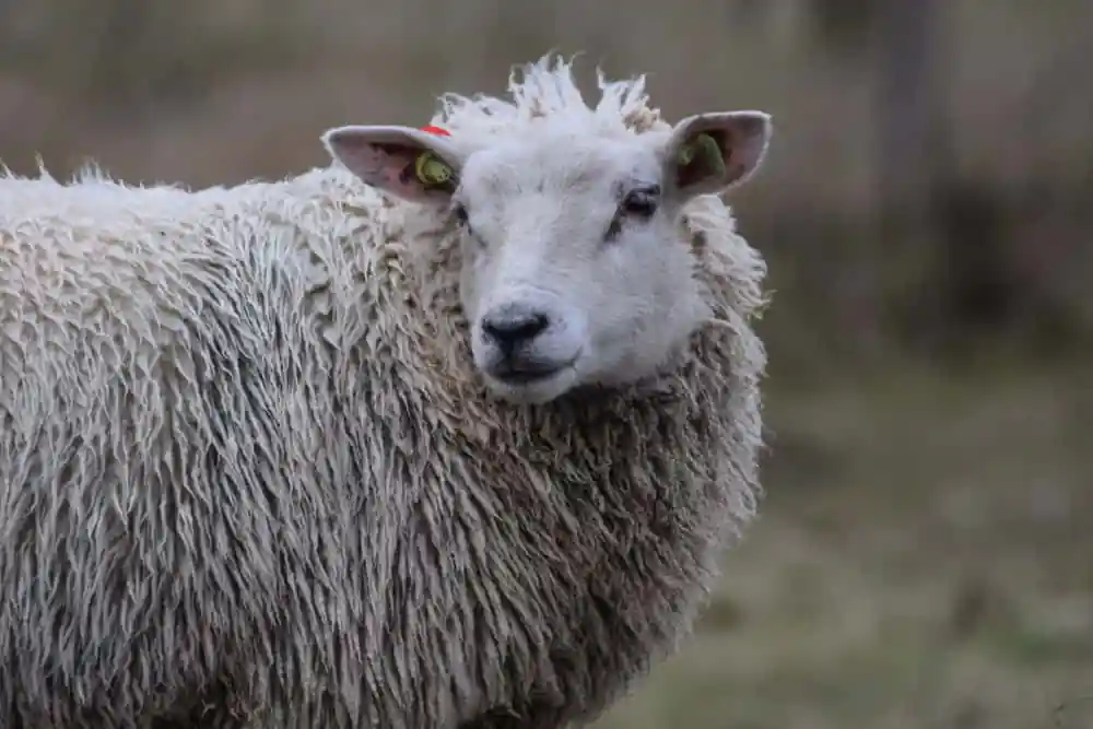Sheep