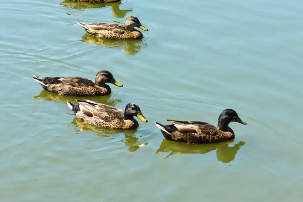 Bynum Run Park