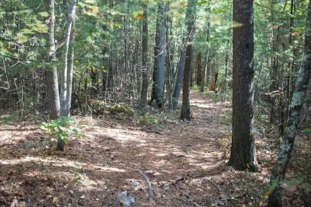 Copicut Woods