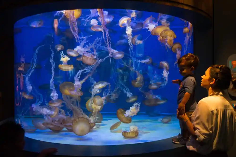 Aquarium of the Pacific