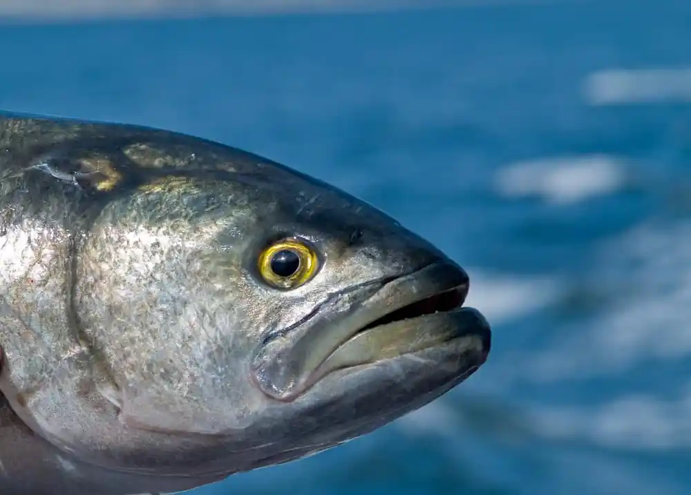Bluefish