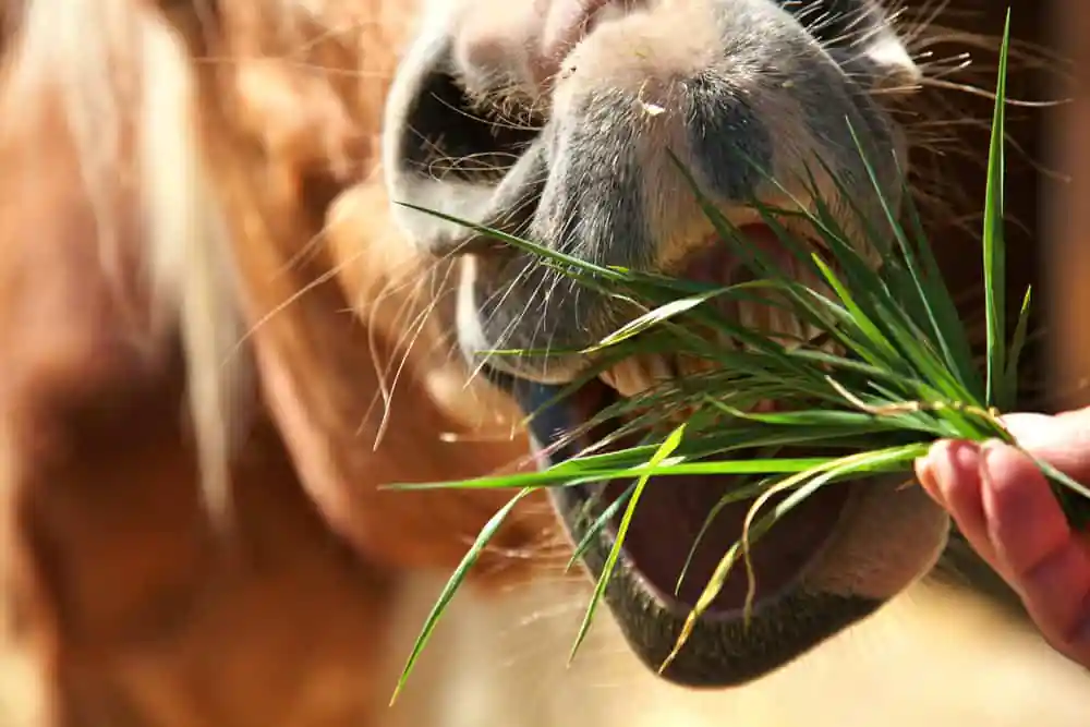 Pony