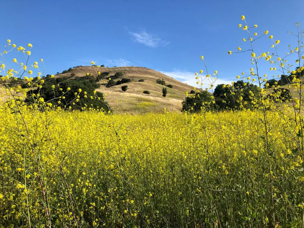 Shell Ridge Open Space