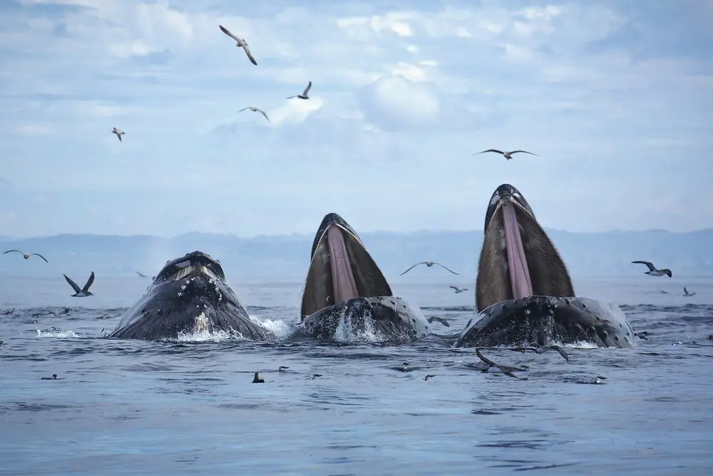 Whale Watching in Monterey Bay