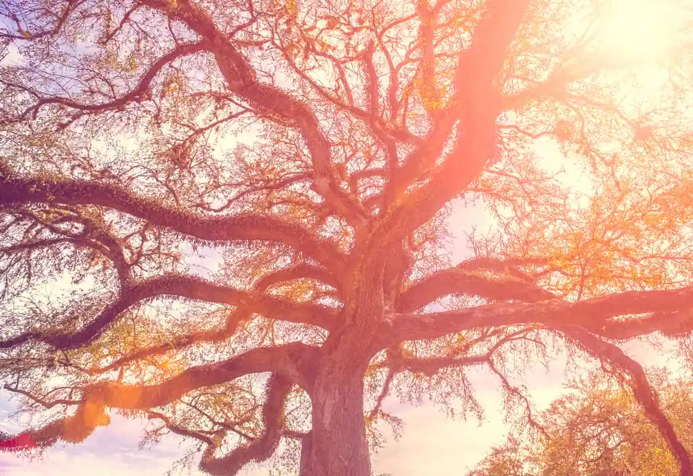 Old Live Oak