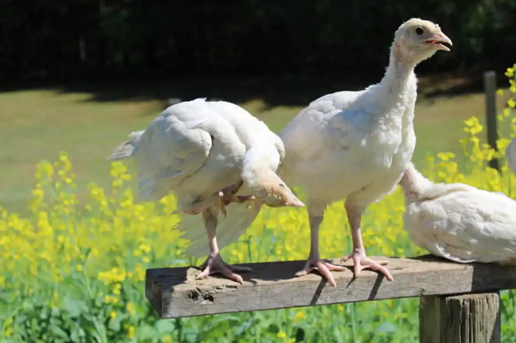 Harris Turkey Farm