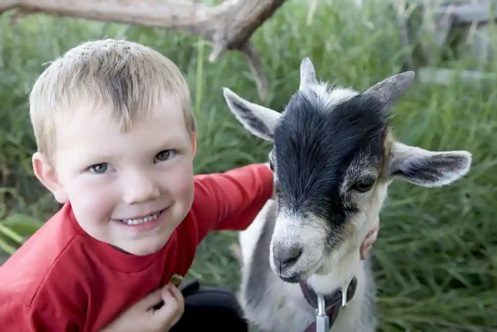 Petting Farm