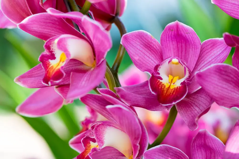 Orchid