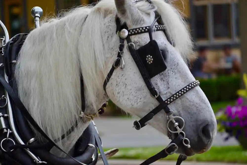 Horse Carriage