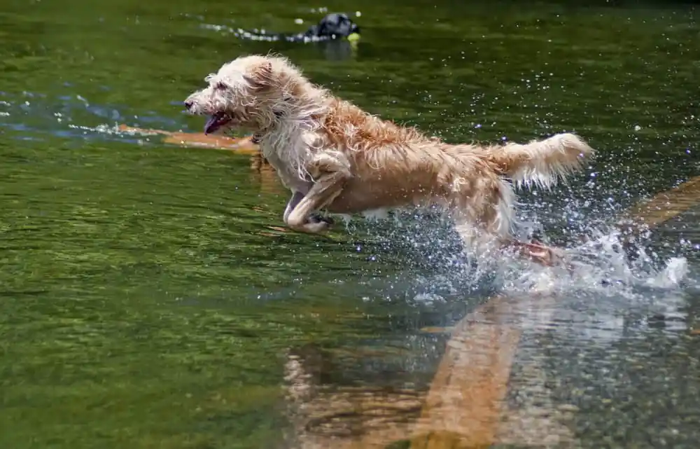 Dog Park