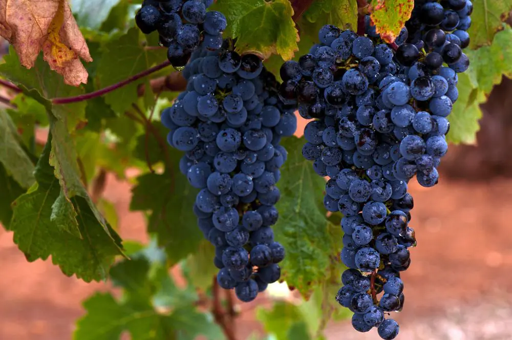 Vineyards and Wineries