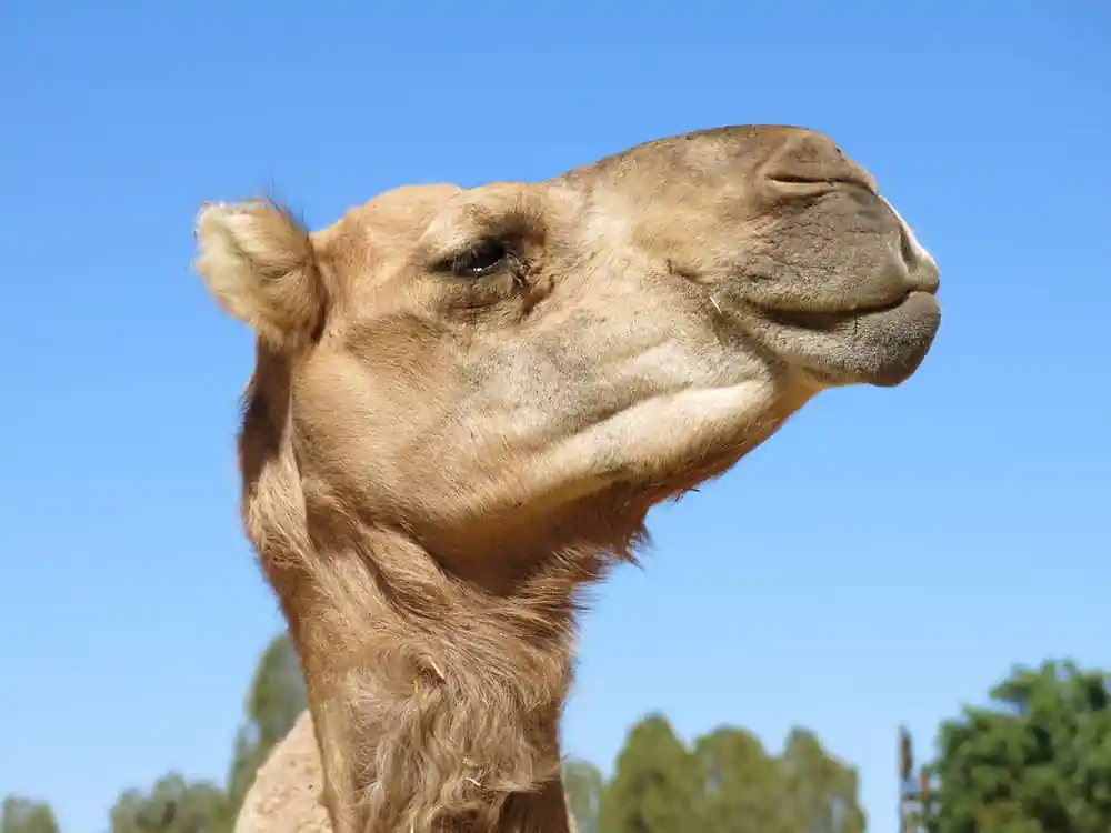 Camel