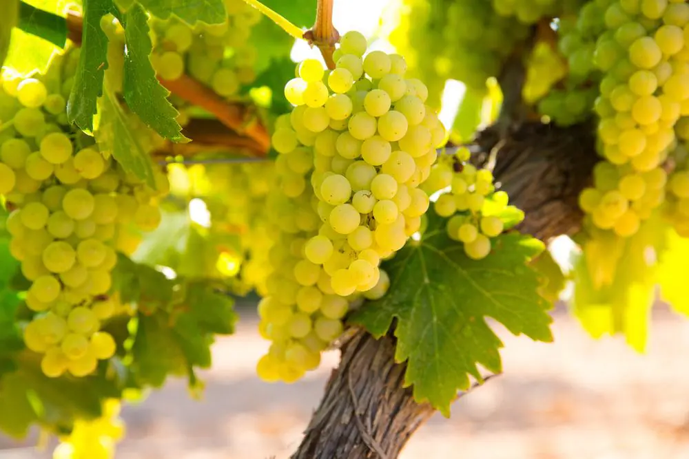 Queen Bee Vineyard