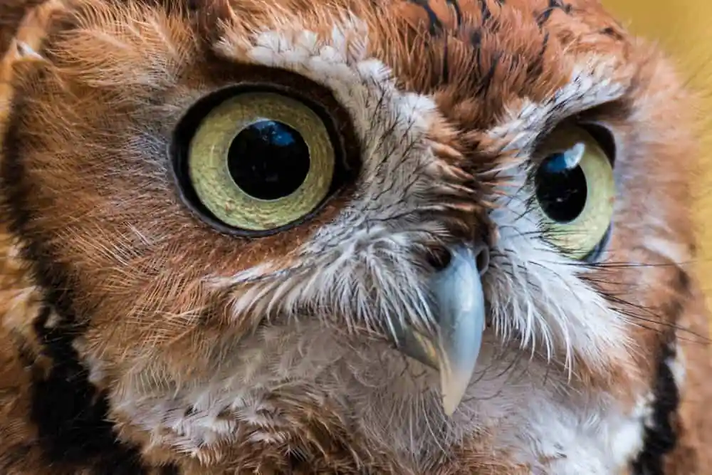 Eastern Screech Owl