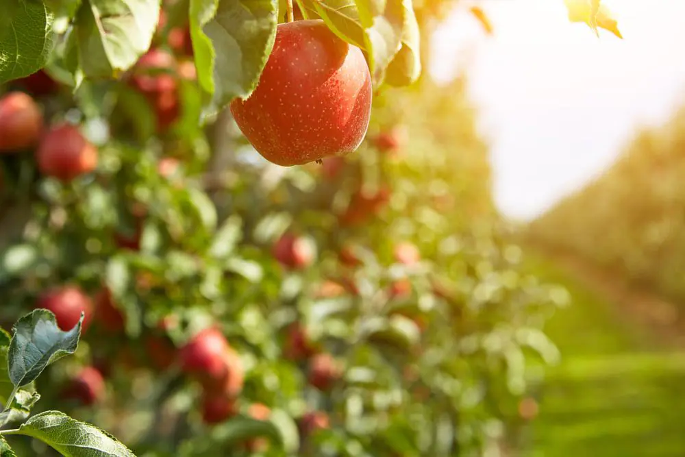 Apple Orchard