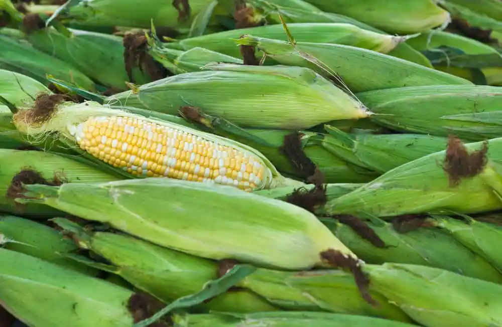 Corn