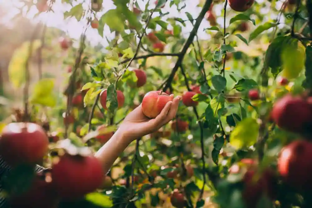 Apples