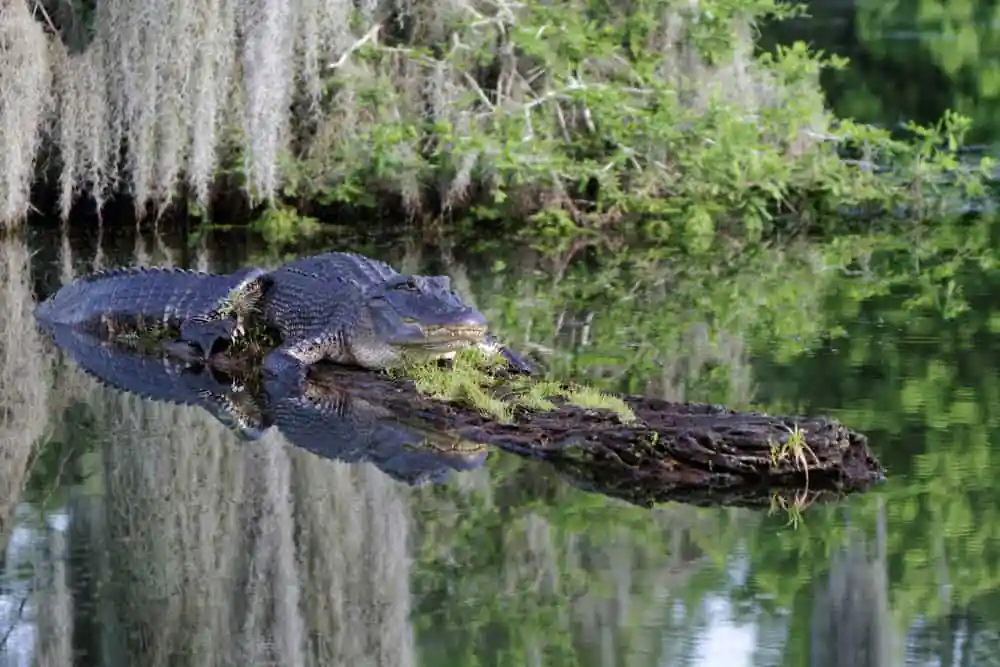 American Alligator