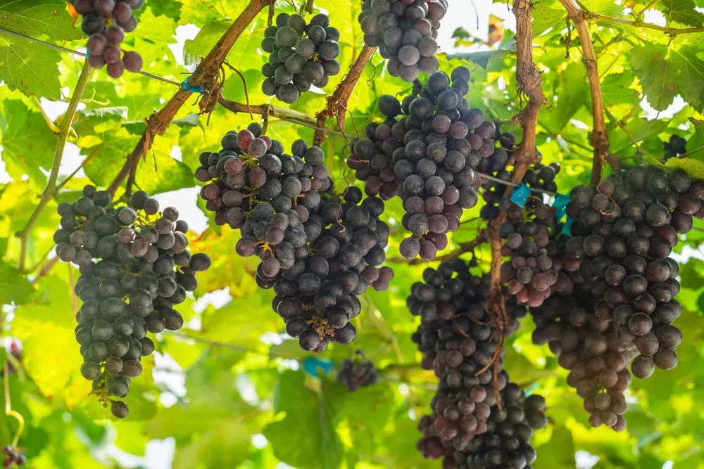Two Rivers Winery
