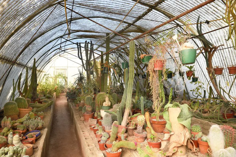 Moorten Botanical Garden